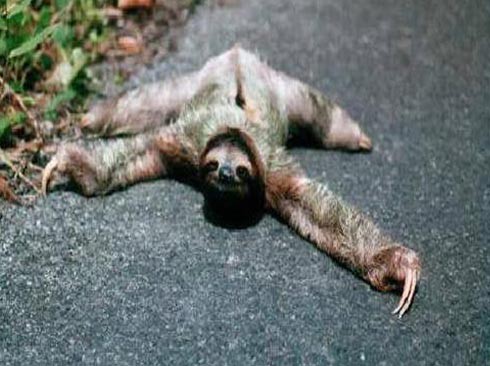 最奇怪的动物,丑萌呆蠢的动物们--社会新闻-东方网