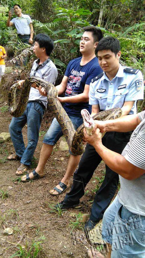 福建泉州现 4米长 蟒蛇 吃山羊 时被制服  4米长 庞