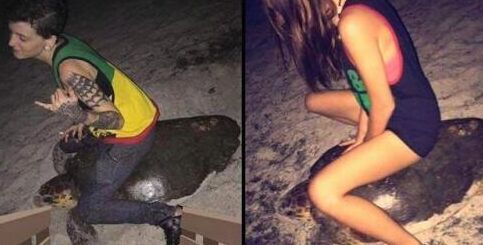  骑海龟5年监禁 最高1万美元罚款 揭秘为何这么