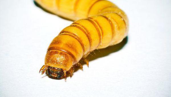 虫子以塑料为食 黄粉虫原来就是面包虫