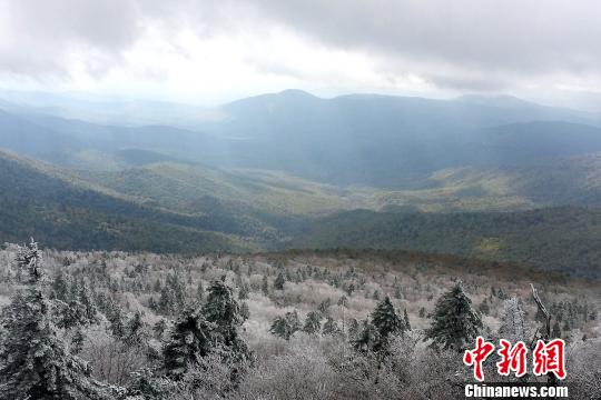 图为清河妈妈顶原始森林公园十一期间下雪景色 王琳 摄