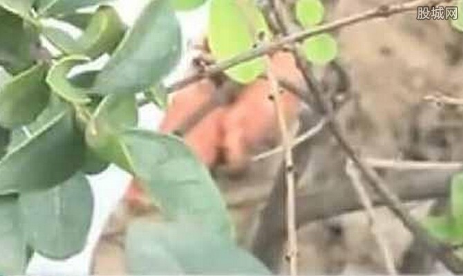  女子当街产婴  太没人性生完丢弃绿化带致婴儿