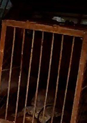 北京一 废弃池塘现暹罗鳄  长约1.5米为国家一级