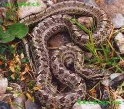 蛇是怎么捕食的 8474917_912289.jpg