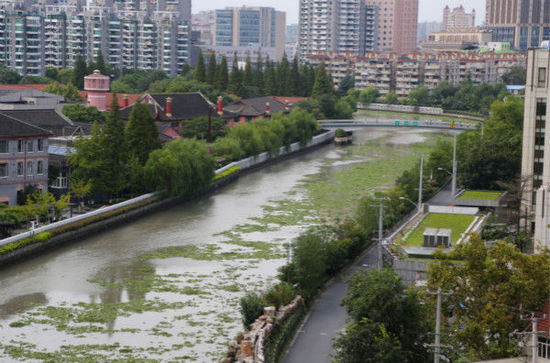绿魔突袭 苏州河 大量水葫芦 顺水飘向外滩-苏