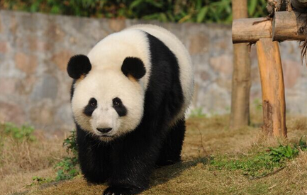 赠港 大熊猫盈盈流产 胎儿被母体吸收 乳腺和外