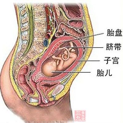 大约在受精后3周,当绒毛内的血管形成时,建立起胎儿的胎盘循环系统.