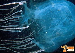 日本70 女星下海 拍戏遭 水母攻击  剧组不认疏失