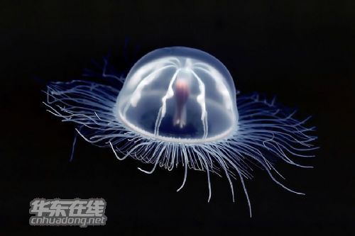 70名 女星下海 拍戏遭 水母攻击  究竟是怎么回事