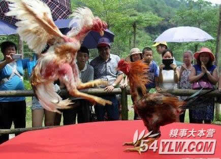 斗鸡每天斗8场 太累经常诈死拒国庆加班-斗鸡