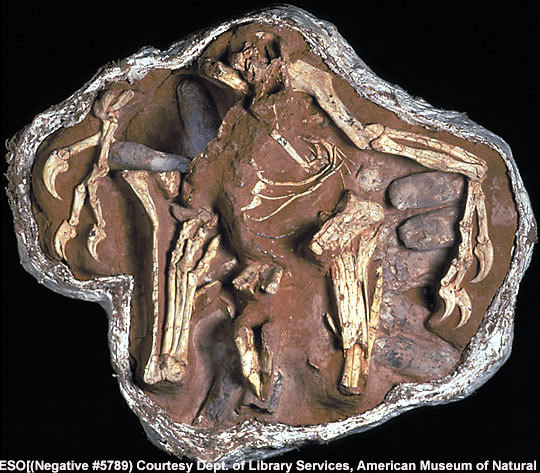盘点全球罕见恐龙化石:婴儿胚胎震惊世界-化石
