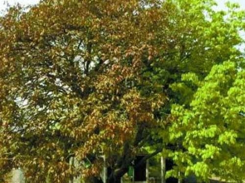  湖南现奇树 :一边枯萎一边长新叶 阴阳树每隔5