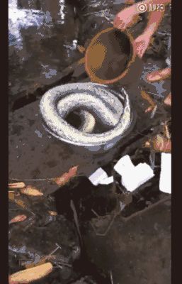  缅甸蟒被 曝遭砍头后 水煮  蛇还在动你忍心吗(图