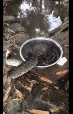  缅甸蟒被 曝遭砍头后 水煮  蛇还在动你忍心吗(图