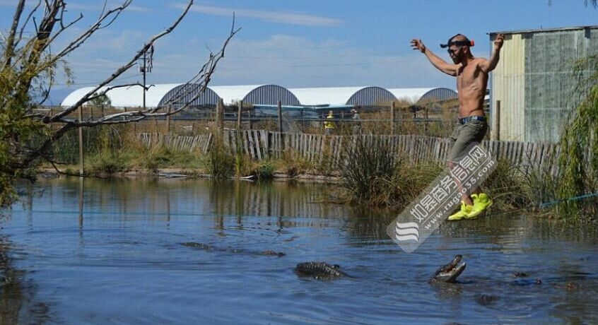 美国男子 鳄鱼头顶走扁带  巨鳄凶猛紧盯表演步