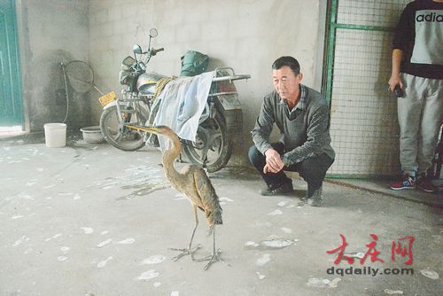 大庆男子草坪中救怪鸟 嘴巴特别长疑似受伤_