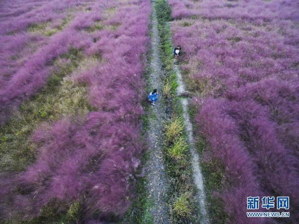  上海现粉红田野  红色云雾如梦如幻游客自拍(图