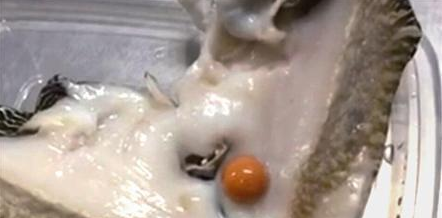  黄螺吐出龙珠 重42.7克拉 外观圆润富有光泽或