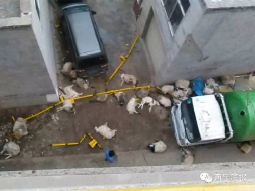 百羊横死:重型货车高速侧翻300只活羊活活摔死
