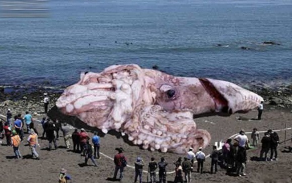 超级恐怖巨怪?海岸现日核辐射160英尺巨怪八爪鱼
