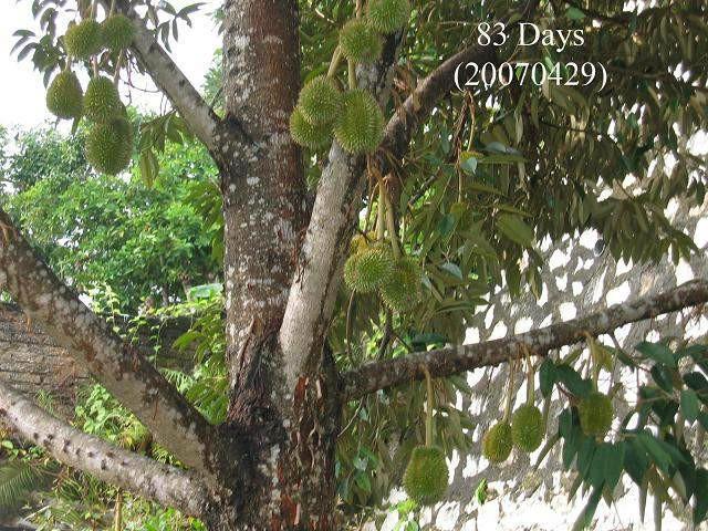 99%的人没见过榴莲是怎样长出来的 真是大开