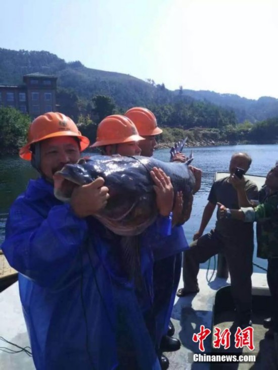  千岛湖巨型青鱼 近180斤重 盘点大得吓人的水中
