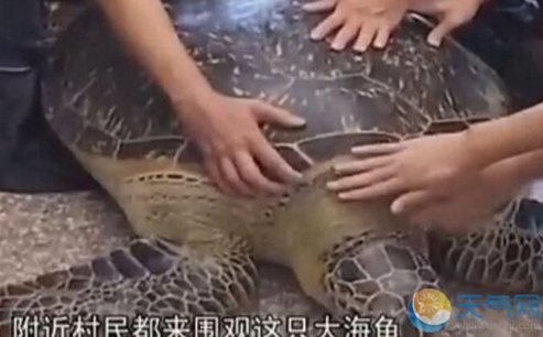  渔民捕超百岁海龟 :一男子高价买走后放生 海龟