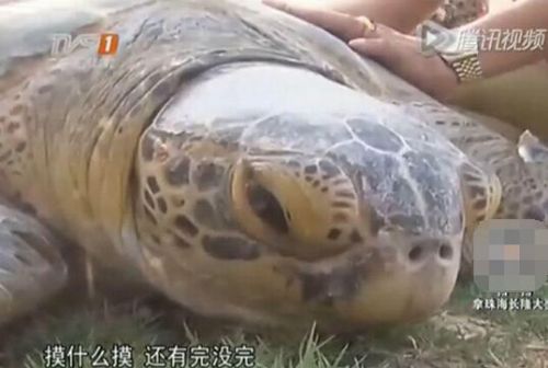  渔民捕超百岁海龟 放生祈福 村民争相抚摸要沾