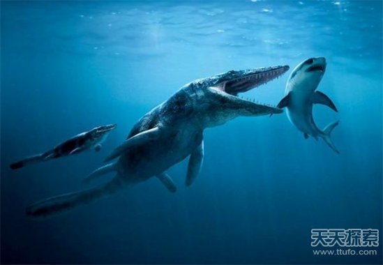 史前逆天巨兽:巨齿鲨完爆恐龙-巨齿|万年|年前|