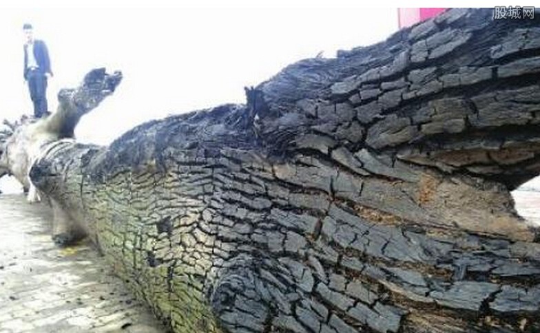  四川发现巨型乌木  揭秘东方神木为何如此珍贵