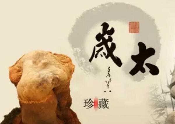 这回是真的! 老人挖出 稀有 雪白太岁  50万元被买