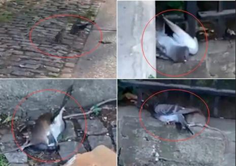  老鼠鸽子当街对决  鸽子被咬断脖子活活啃食惨