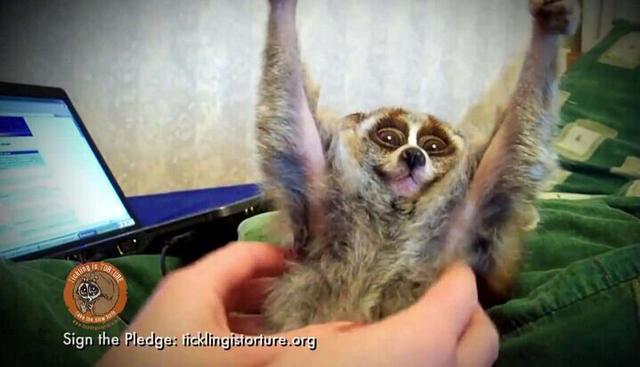 国内怎么养宠物猴 8588851_837082.jpg