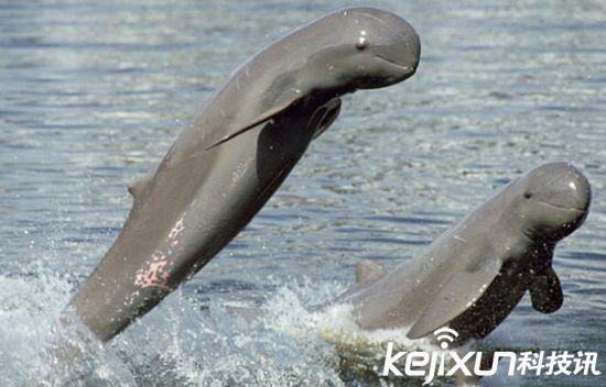 九大即将消失的迷人动物 新西兰鸮鹦鹉极为罕见