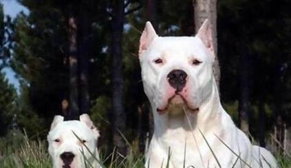 车主将狗挂车窗外 车主:怕狗弄脏车(组图) 盘点