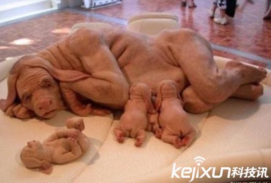 云南惊现猪兽人 母猪生下八个男婴儿