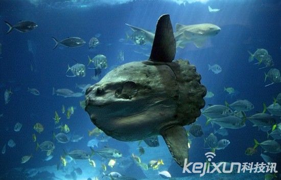 长得丑不实我的错!全球深海最丑动物盘点-全球