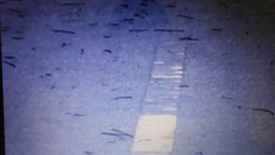 台湾上百只 蚯蚓 集体大逃亡  场面惊人(图)-上百