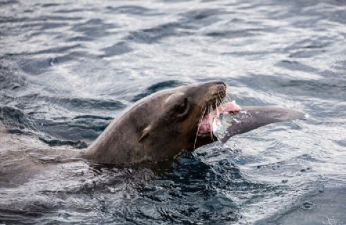  凶猛鲨鱼被海狮吃  捕食者被虐变被食者--东北网