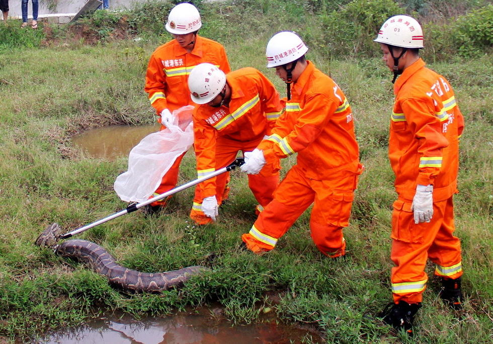  广西37斤巨蟒 偷吃鸭子 吃太饱爬不动被捕- 37斤 