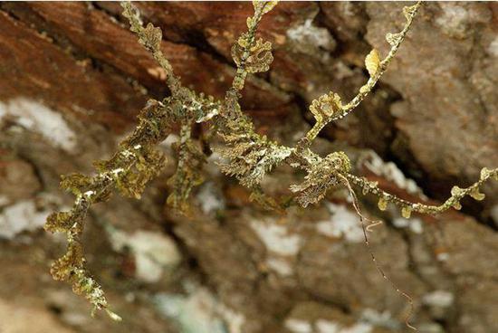 自然界最会伪装的动物 亮瞎了我的眼力!-自然界
