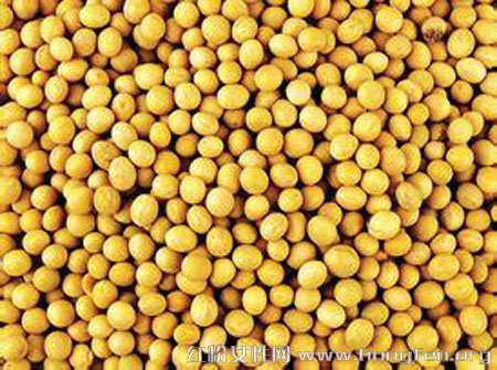 日常食用黄豆具有10种显著的养生作用的图片 第2张