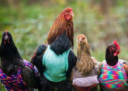 英国女主人为家禽手织套头衫过冬 网友:活得不