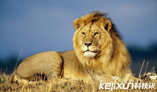 6.狮子:时速50英里 狮子是非洲大陆的顶级猎食者,人们早已熟知它的凶猛,对它的惊人速度却知之甚少。狮子捕食各种动物,像斑马、长颈鹿、牛羚、水牛和大象等等,奔跑起来最快时速可达50英里。 论体型,狮子是仅次于老虎的大型猫科动物,一只雄狮体重可达500磅。近十几年来人类的猎杀和开发土地,使得狮子数量大量减少,生存空间逐渐减少。尽管在诸多野生动物保护组织的努力下,非洲沙漠、热带大草原和森林里的狮子数量有所增加,但大部分的狮子还是在国家公园或自然保护区内。 狮子是群居型动物,通常结群捕食猎物。雌
