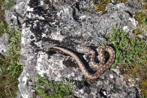完全逆袭!蜈蚣大战响尾蛇,蜈蚣被蛇吃掉了,但这