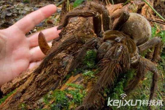 全球13种超巨型昆虫 巨骆驼蜘蛛竟食蜥蜴-全球