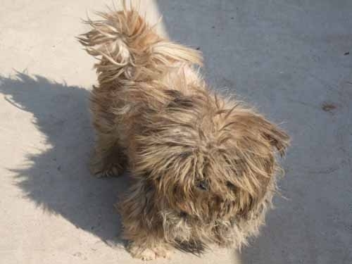 女子收养流浪狗 女儿被狗咬后得狂犬病 上演现