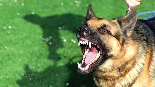 女子收养流浪狗 女儿被狗咬后得狂犬病 上演现