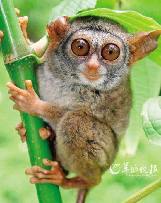 独特进化的十种动物:斯欧眼镜猴眼睛比脑重