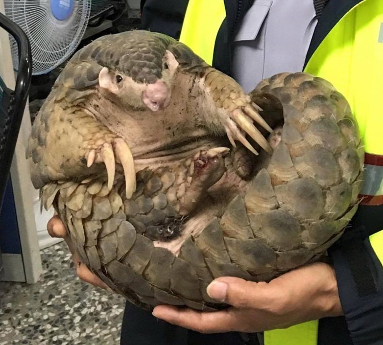 雨水毁家穿山甲流落街头惹人怜(图)-山甲|,穿